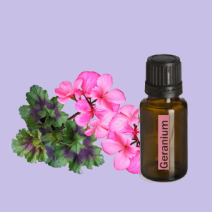 Geranium (Geranium)