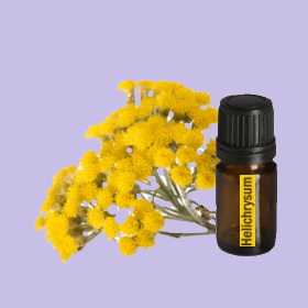 Helichrysum (Helichrysum)