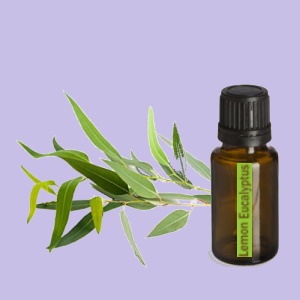 Lemon Eucalyptus (Citroen Eucalyptus)