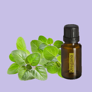Oregano (Oregano)