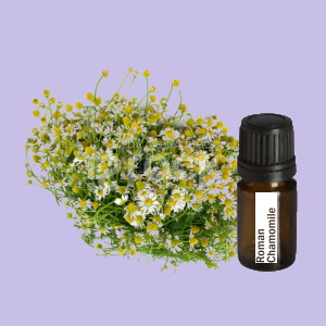 Roman Chamomile (Romeinse Kamille)