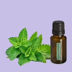 Spearmint (Groene Munt)