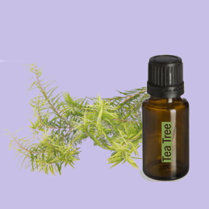 Tea Tree (Tea Tree)