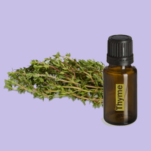 Thyme (Tijm)